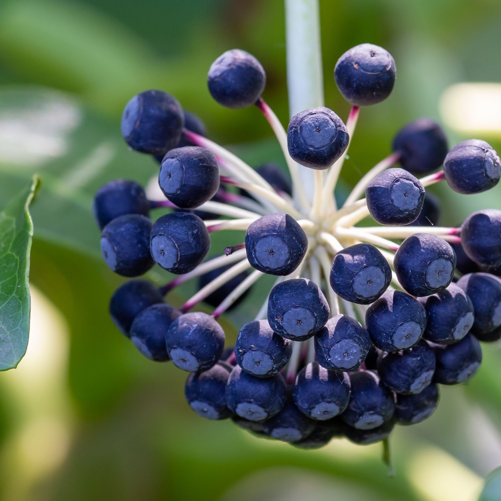 BIOINS 101 – Nature as Engineer: Design Inspired by Life